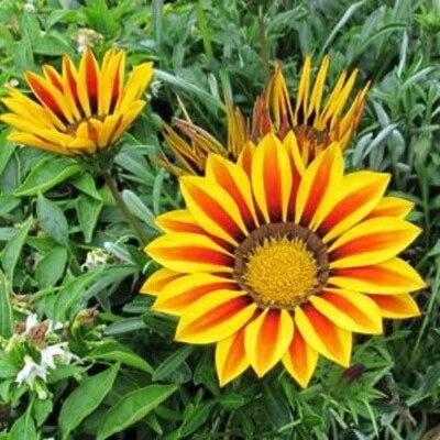 Gold Gazania Hybrids Kiss Multiflowering Flowering Even In Dull Weather – Heirloom, Non-GMO seeds for planting in home garden – heirloom, non-GMO variety