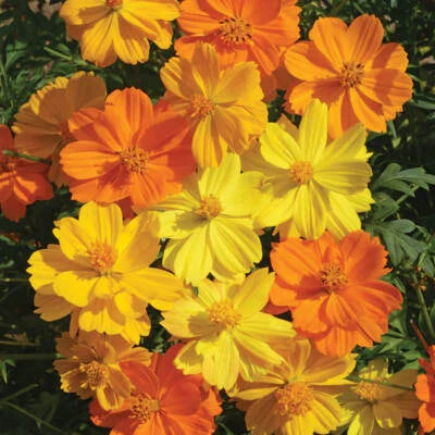 Bright Lights Cosmos Seeds for Planting Non-GMO Seed Store – Heirloom seeds for planting in home garden – heirloom, non-GMO variety
