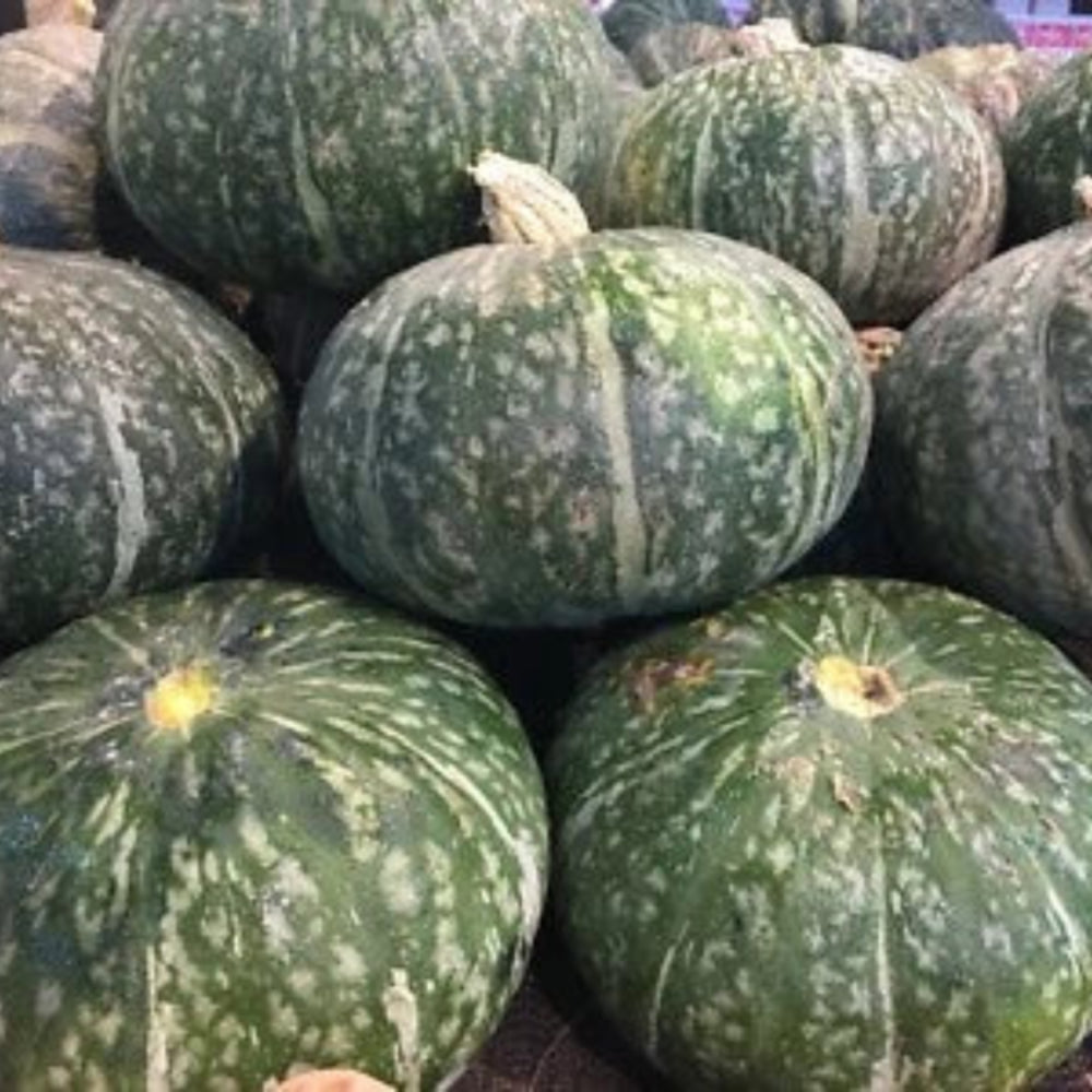Japanese Kabocha Squash I Kurinishiki I Asian Pumpkin – Heirloom, Non-GMO seeds for planting in home garden – heirloom, non-GMO variety