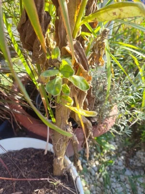 Great Mullein, Seeds for Planting - Verbascum thapsus - Heirloom Organic , Non-GMO seeds for planting in home garden – heirloom, non-GMO variety
