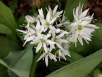 ALLIUM URSINUM Seeds for Planting (Wild Garlic) NON-GMO Garden seeds – Heirloom seeds for planting in home garden – heirloom, non-GMO variety