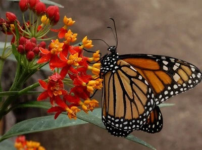 Blood Flower Seeds for Planting, Tropical Milkweed, Mexican Butterfly Weed, Heirloom, Non-GMO seeds for planting in home garden – heirloom, non-GMO variety