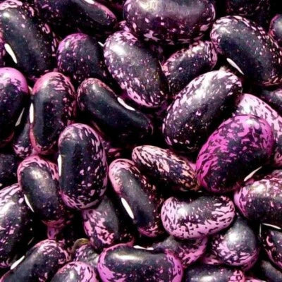 Scarlet Runner Bean Seeds for Planting NON-GMO Fresh Garden Seeds for Planting – Heirloom seeds for planting in home garden – heirloom, non-GMO variety
