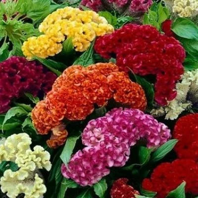 Celosia CRISTATA Mixed Cockscomb Dried Flowers Cutflowers Non-GMO – Heirloom seeds for planting in home garden – heirloom, non-GMO variety