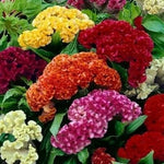 Celosia CRISTATA Mixed Cockscomb Dried Flowers Cutflowers Non-GMO – Heirloom seeds for planting in home garden – heirloom, non-GMO variety