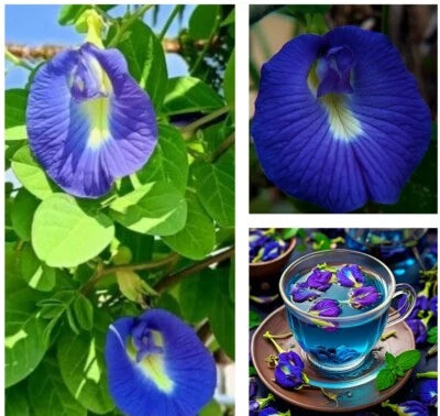 Butterfly Pea (Clitoria Ternatea) Asian Pigeonwings â€“ Heirloom, Non-GMO, Fragrant, Climbing Annual seeds for planting in home garden â€“ heirloom, non-GMO variety