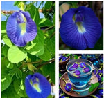 Butterfly Pea (Clitoria Ternatea) Asian Pigeonwings â€“ Heirloom, Non-GMO, Fragrant, Climbing Annual seeds for planting in home garden â€“ heirloom, non-GMO variety