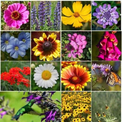 ALL PERENNIAL Wild Flower Mix Pollinator Food, Garden Heirloom, Seeds for Planting, Non-GMO seeds for planting in home garden – heirloom, non-GMO variety
