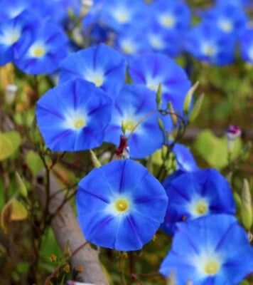 Heavenly Blue Morning Glory Seeds for Planting Non-GMO Not Coated – Heirloom seeds for planting in home garden – heirloom, non-GMO variety