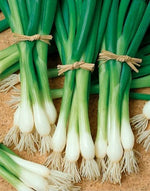Heirloom Tokyo Long White Bunching Onion Scallion Seeds for Planting Non GMO Organic, Non-GMO seeds for planting in home garden – heirloom, non-GMO variety