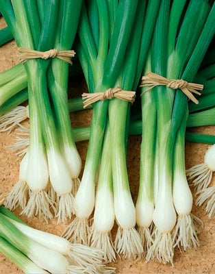 Heirloom Tokyo Long White Bunching Onion Scallion Seeds for Planting Non GMO Organic, Non-GMO seeds for planting in home garden – heirloom, non-GMO variety