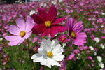 Cosmos Seeds for Planting Sensation Mix Ct Flower Garden ANNUAL USA SELLER â€“ Heirloom, Non-GMO seeds for planting in home garden â€“ heirloom, non-GMO variety