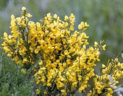 Cytisus Gypsy Scotch Broom Perennial – Heirloom, Non-GMO seeds for planting in home garden – heirloom, non-GMO variety