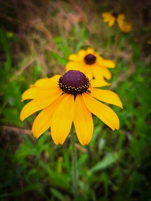 Rudbeckia - Black Eye Susan Seeds for Planting PerennialsPollinatorWildflowerNative – Heirloom, Non-GMO seeds for planting in home garden – heirloom, non-GMO variety