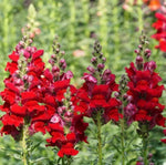 Snapdragon DEFIANCE RED Cut Flowers Attracts Hummingbirds USA Non-GMO – Heirloom, Easy to Grow, Annual Blooms seeds for planting in home garden – heirloom, non-GMO variety