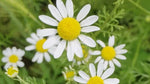 Roman Chamomile Seeds for Planting, Ground Cover Teas & Medicine, NON-GMO, Variety Sizes Sold â€“ Heirloom seeds for planting in home garden â€“ heirloom, non-GMO variety
