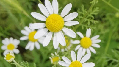 Roman Chamomile Seeds for Planting, Ground Cover Teas & Medicine, NON-GMO, Variety Sizes Sold â€“ Heirloom seeds for planting in home garden â€“ heirloom, non-GMO variety