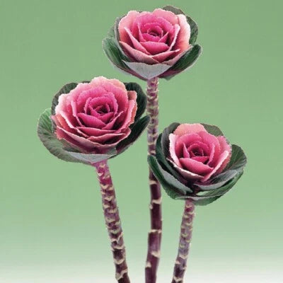 Flowering Kale Seeds for Planting Flowering Kale Crane Pink Ornamental Kale Seeds for Planting – Heirloom, Non-GMO seeds for planting in home garden – heirloom, non-GMO variety