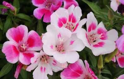 Farewell to Spring Seeds for Planting, Clarkia, Godetia, Gorgeous Pink Wildflower, FREE SHIP – Heirloom, Non-GMO seeds for planting in home garden – heirloom, non-GMO variety