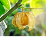 Ground Cherry Seeds for Planting (Physalis Ixocarpa) Pineapple Cape, Usa Seller – Heirloom, Non-GMO seeds for planting in home garden – heirloom, non-GMO variety
