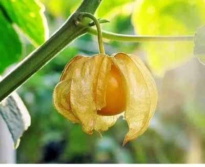 Ground Cherry Seeds for Planting (Physalis Ixocarpa) Pineapple Cape, Usa Seller – Heirloom, Non-GMO seeds for planting in home garden – heirloom, non-GMO variety