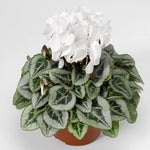 Cyclamen Seeds for Planting Cyclamen Silverado White Winter Flower – Heirloom, Non-GMO seeds for planting in home garden – heirloom, non-GMO variety