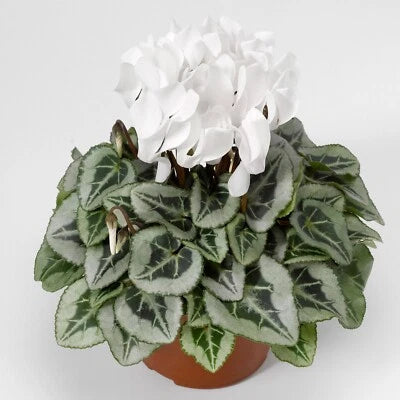 Cyclamen Seeds for Planting Cyclamen Silverado White Winter Flower – Heirloom, Non-GMO seeds for planting in home garden – heirloom, non-GMO variety