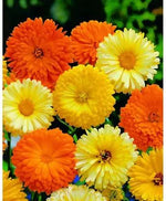 Calendula Pacific Beauty Seeds for Planting Mix, Pot Marigold, Variety Sizes Heirloom, Non-GMO, Easy to Grow, Annual Blooms seeds for planting in home garden – heirloom, non-GMO variety