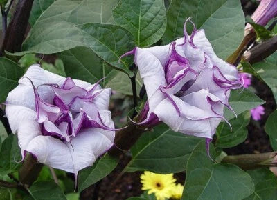Datura Seeds for Planting Ballerinia Blue Flower Angels Trumpet – Heirloom, Non-GMO seeds for planting in home garden – heirloom, non-GMO variety