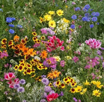 Late Bloomer Wildflower Mix Seeds for Planting, Autumn Flowers, Fall Bloom Heirloom, Non-GMO seeds for planting in home garden – heirloom, non-GMO variety