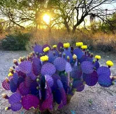 Purple Cactus Seeds for Planting (Opuntia Santa Rita) Prickly Pear Fruit Rare Fast Hardy- – Heirloom, Non-GMO, Fragrant, Climbing Annual seeds for planting in home garden – heirloom, non-GMO variety