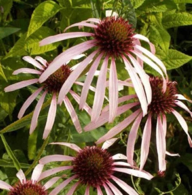 Coneflower PALE PURPLE Perennial Medicinal Pollinators Bees Non-GMO – Heirloom, Perennial, Pollinator-Friendly seeds for planting in home garden – heirloom, non-GMO variety