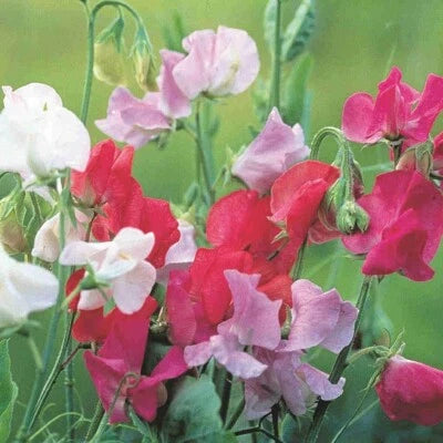 Royal Family Sweet Pea Seeds for Planting, Ruffled Flower Blooms, Floral Scent Heirloom, Non-GMO, Fragrant, Climbing Annual seeds for planting in home garden – heirloom, non-GMO variety