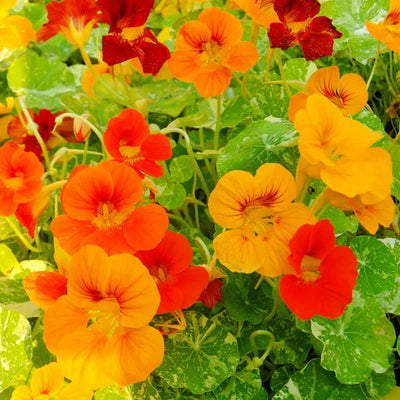 Alaska Nasturtium Seeds for Planting, Indian Cress, Monk's Cress, Vibrant Colors, FREE SHIP – Heirloom, Non-GMO, Edible Flowers and Leaves seeds for planting in home garden – heirloom, non-GMO variety