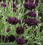 Cornflower Bachelor Button BLACK BALL Purple Cut Flowers USA Non-GMO – Heirloom seeds for planting in home garden – heirloom, non-GMO variety