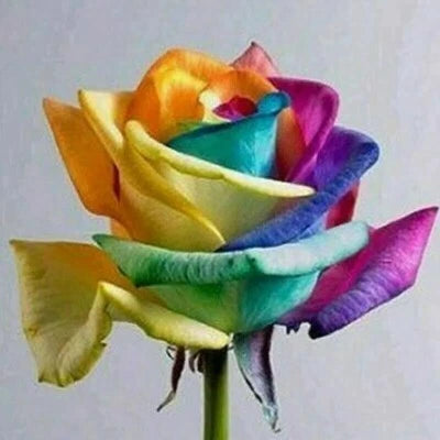 Rainbow Rose Seeds for Planting- or USA Seller- – Heirloom, Non-GMO seeds for planting in home garden – heirloom, non-GMO variety