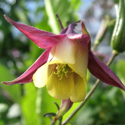 Oriental Columbine Seeds for Planting Non-GMO Seed Store – Heirloom, Perennial, Pollinator-Friendly seeds for planting in home garden – heirloom, non-GMO variety