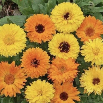 Calendula Seeds for Planting Pacific Beauty Mix Heirloom Fresh Flower Seeds for Planting, Non-GMO seeds for planting in home garden – heirloom, non-GMO variety