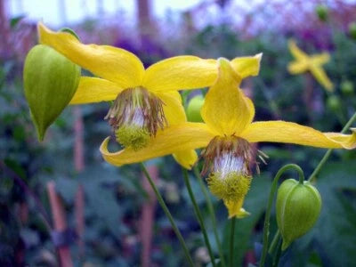 Radars Spectacular Show Of A Clematis In Full Bloom Love Queen Of Vines – Heirloom, Non-GMO seeds for planting in home garden – heirloom, non-GMO variety