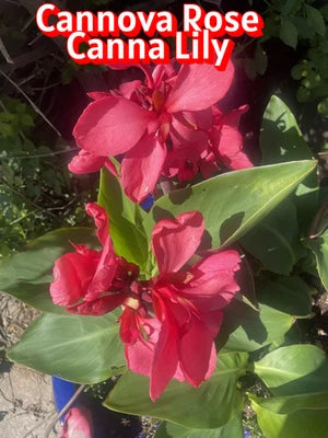 Canna Lily Starters Cannova Rose Canna - Arizona Grown From Seed – Heirloom, Non-GMO seeds for planting in home garden – heirloom, non-GMO variety