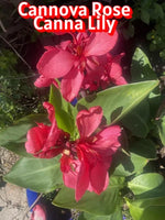 Canna Lily Starters Cannova Rose Canna - Arizona Grown From Seed – Heirloom, Non-GMO seeds for planting in home garden – heirloom, non-GMO variety