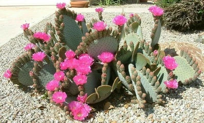 Opuntia basilaris Beavertail Cactus Seeds for Planting – Heirloom, Non-GMO seeds for planting in home garden – heirloom, non-GMO variety