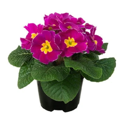 Primula Seeds for Planting Primula Paradiso Early Carmine Bicolor Primrose Seeds for Planting – Heirloom, Non-GMO, Drought-Tolerant, Perennial seeds for planting in home garden – heirloom, non-GMO variety
