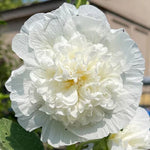 Chaters Double White Hollyhock Seeds for Planting Double White Flowers Heirloom , Non-GMO seeds for planting in home garden – heirloom, non-GMO variety