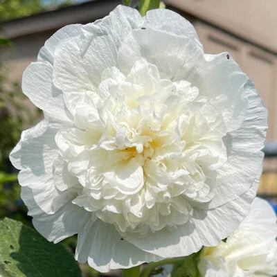 Chaters Double White Hollyhock Seeds for Planting Double White Flowers Heirloom , Non-GMO seeds for planting in home garden – heirloom, non-GMO variety