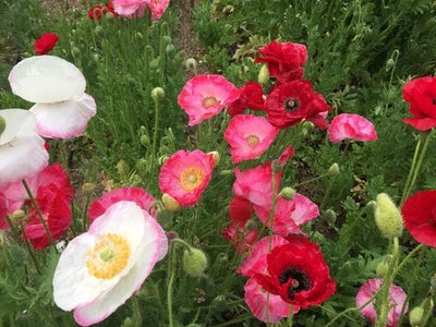 Shirley Double Mix Poppy Seeds for Planting Pollinator Friendly Heirloom Flowers, Non-GMO seeds for planting in home garden â€“ heirloom, non-GMO variety