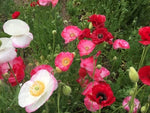 Shirley Double Mix Poppy Seeds for Planting Pollinator Friendly Heirloom Flowers, Non-GMO seeds for planting in home garden â€“ heirloom, non-GMO variety