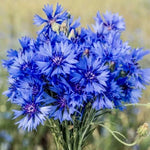 Cornflower Seeds for Planting (Centaurea Cyanus) wildflower USA SELLER – Heirloom, Non-GMO seeds for planting in home garden – heirloom, non-GMO variety