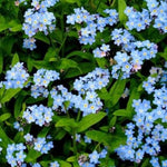 Forget Me Nots BLUE Perennial Cut Flowers Spring Blooms Non-GMO â€“ Heirloom seeds for planting in home garden â€“ heirloom, non-GMO variety