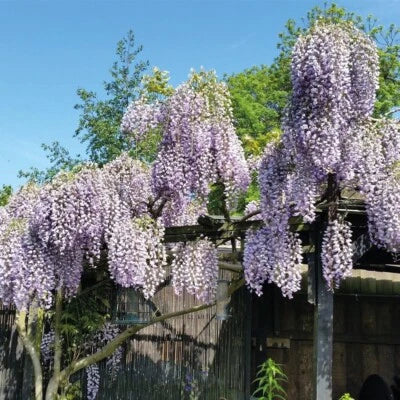 Purple Wisteria Non-GMO Organic (Wisteria Frutescens) Hardy – Heirloom seeds for planting in home garden – heirloom, non-GMO variety